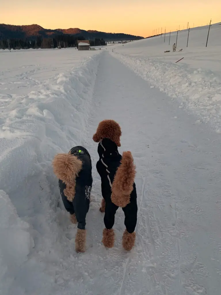 Hundespaziergang Pudel