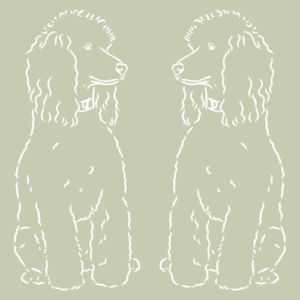Hundebetreuung Hunde kennenlernen