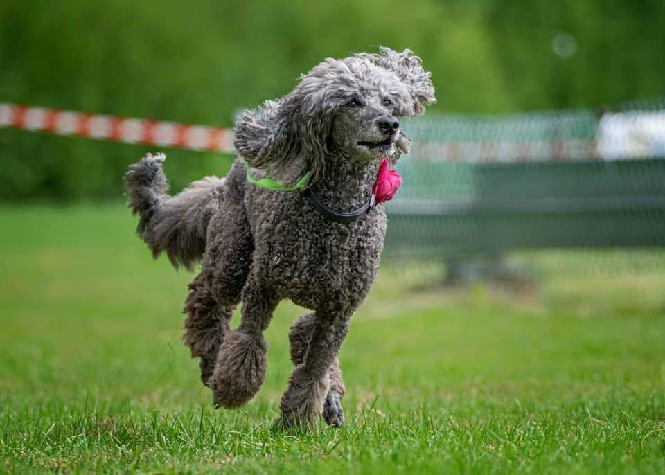 Pudel Entertainment Hundebetreuung