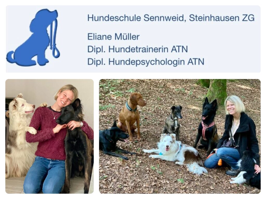 Hundetraining Hundebetreuung Pudelwohl