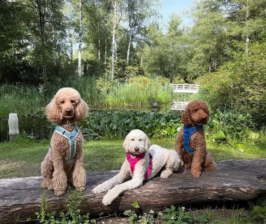 Angebot Hundebetreuung Pudel